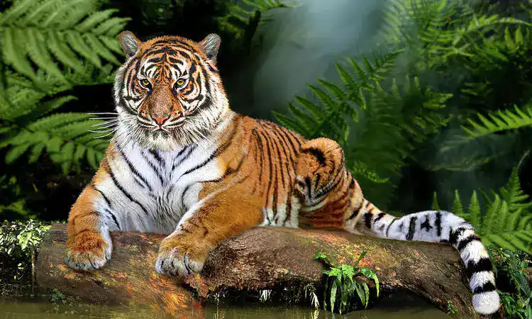 North India wildlife tour package
