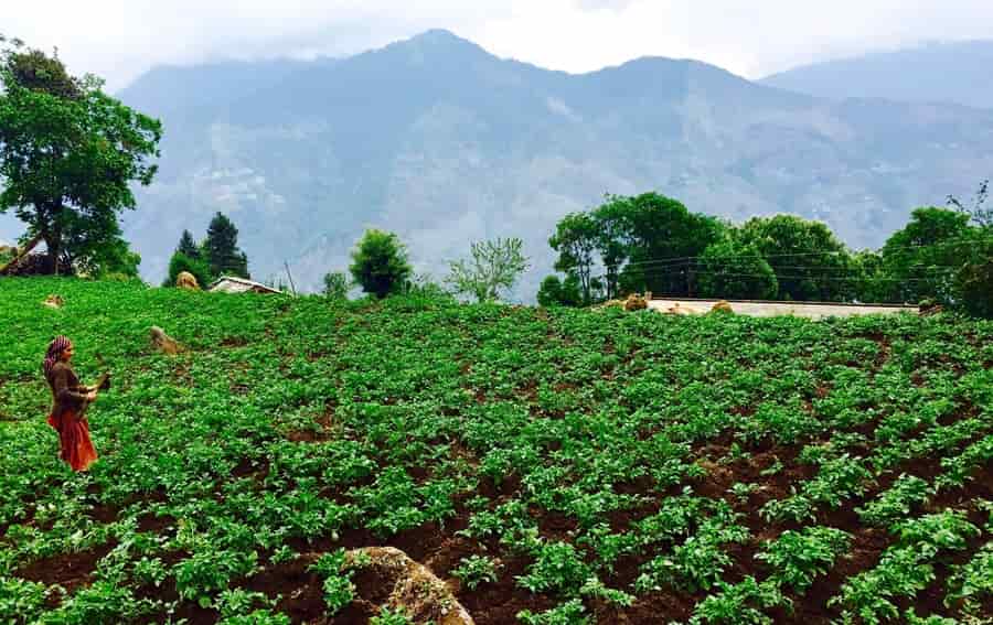 Potato Farm, Dhanaulti