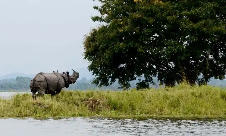Exciting tiger and rhino spotting tour