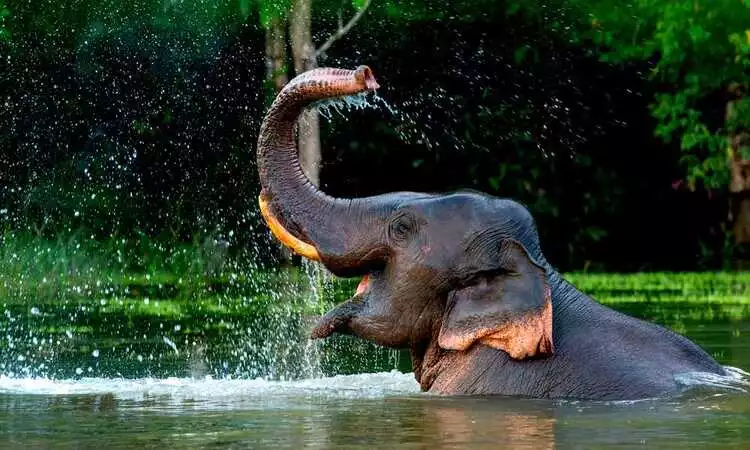 Indian Elephant Safari Tour Package Indian Elephant Safari Tour Package
