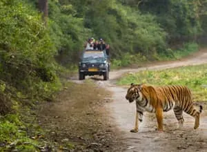 Jim Corbett with Nainital Tour Jim Corbett with Nainital Tour