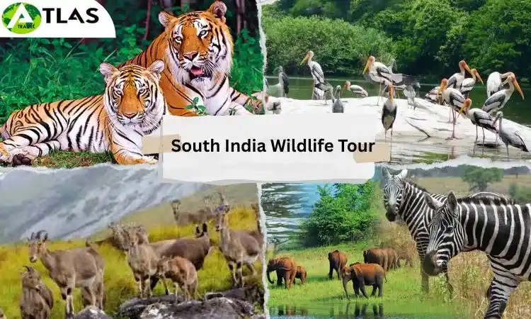 South India Wildlife Tour Package South India Wildlife Tour Package